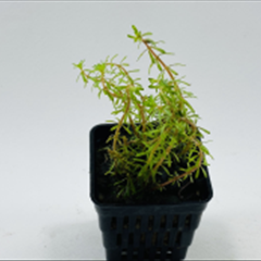 Rotala wallichii روتالا والیچی 