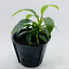 آنوبیاس مینیما anubias minima 