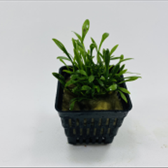 کریپتوکورین نویلی – Cryptocoryne Nevelli